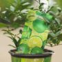 Key Lime Tree – Limequat – #1 Container